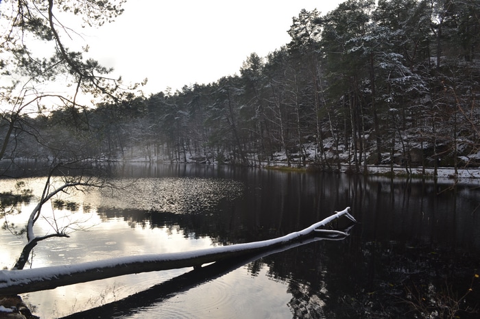 Winter lake with snow-covered trees and fallen log