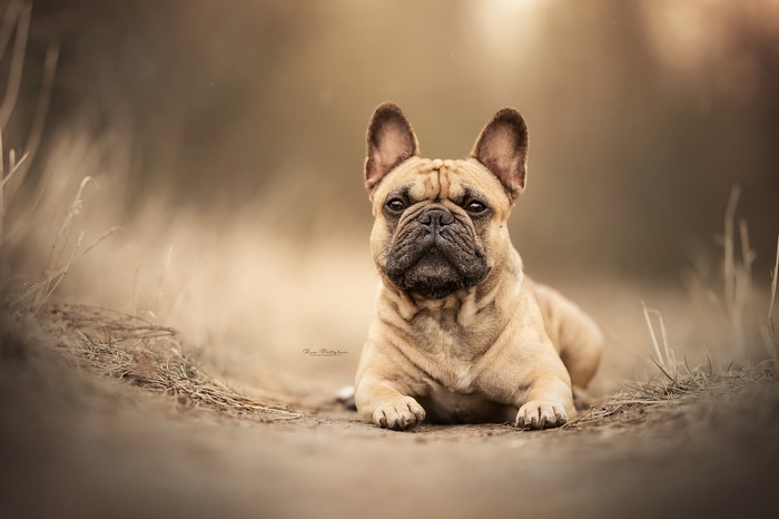French Bulldog lying down outdoors