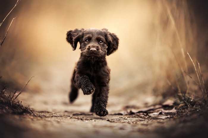4K brown puppy running on a dirt path
