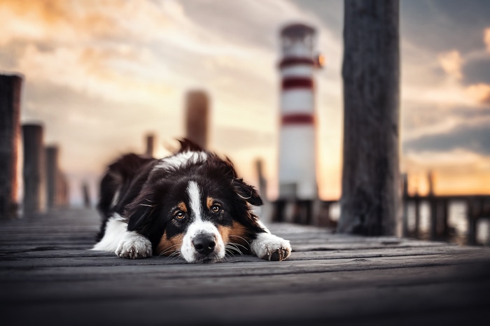 Dog on a pier with a lighthouse at sunset