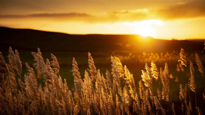 Golden sunset over a field of wheat