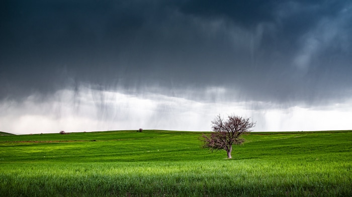 A lone tree in a green field under a stormy sky