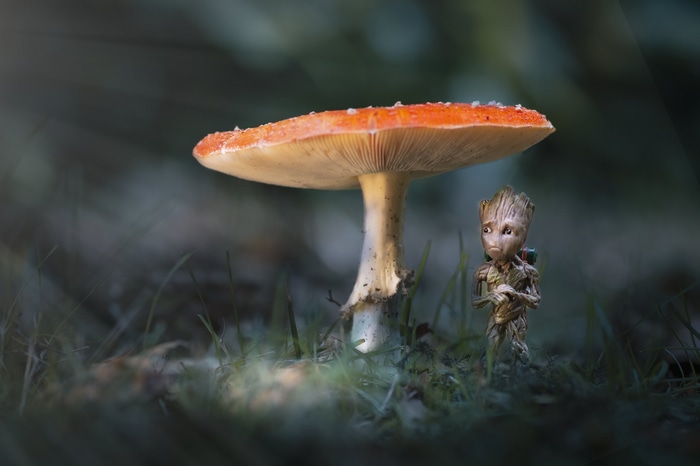 4K Groot and Mushroom in Nature