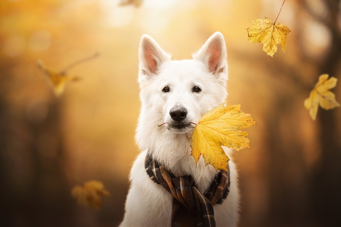 4K White dog with scarf and autumn leaves