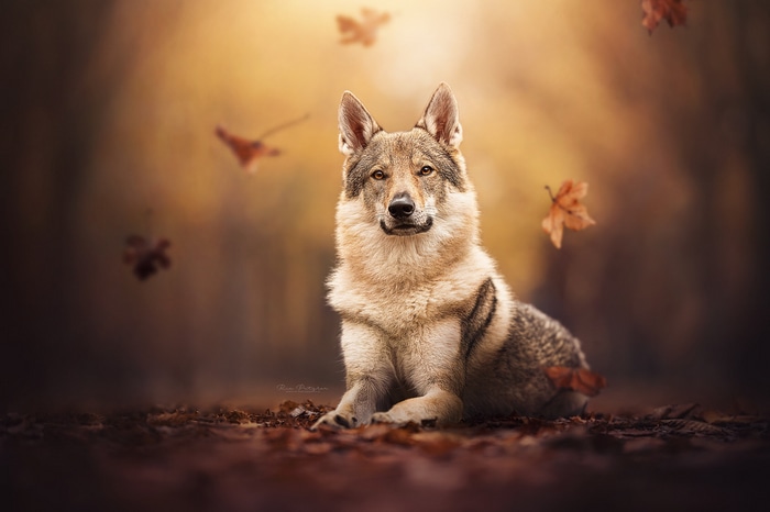 Wolf dog sitting among autumn leaves