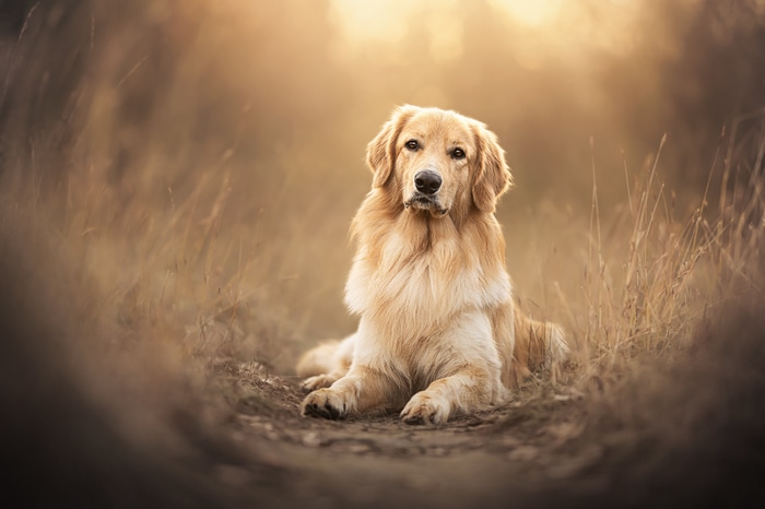 4K Golden Retriever dog outdoors