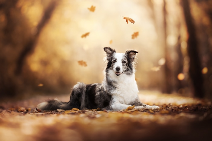 4K dog lying on autumn leaves