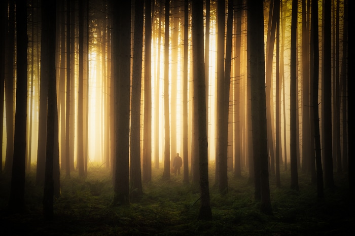 Man walking in a foggy forest with sunlight