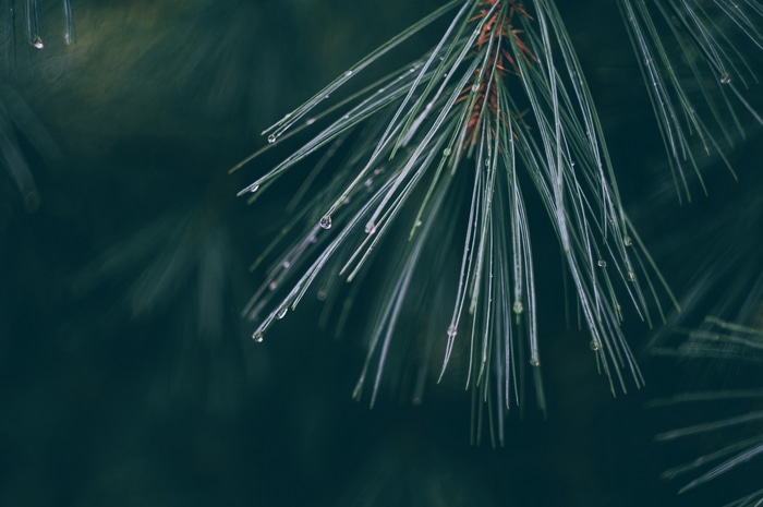 Macro shot of pine needles with water drops
