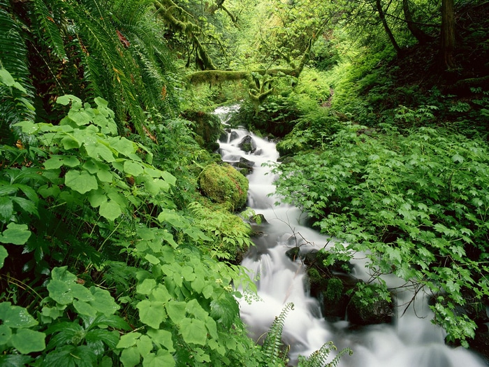 A stream flows through a dense green forest with mossy rocks and trees.