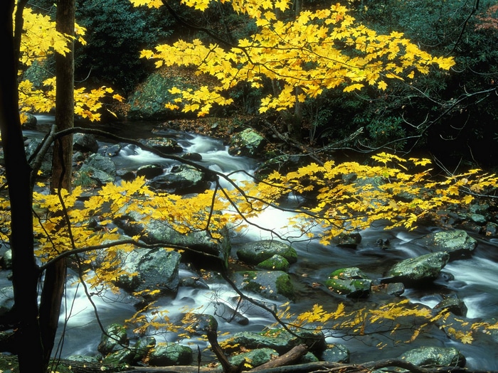 Autumn leaves over a flowing stream in a forest