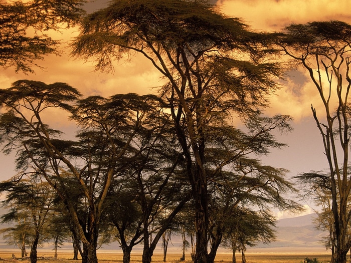 Acacia trees against a sunset sky