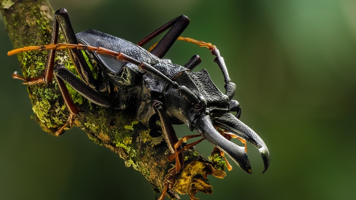 4K macro shot of a black beetle on a mossy branch