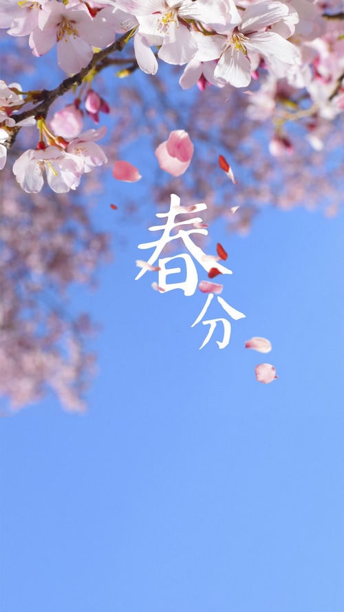 Cherry blossoms and falling petals against a blue sky