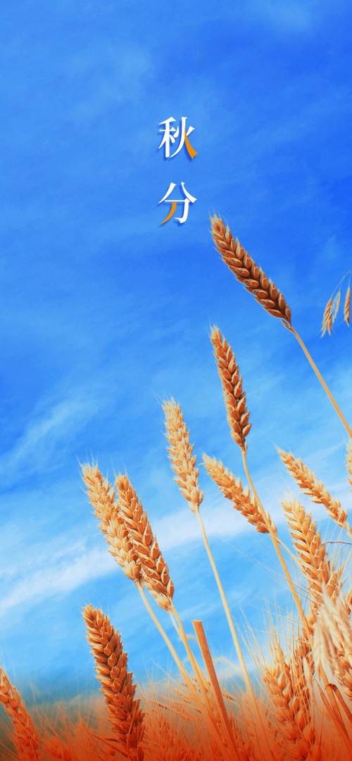 Wheat field under a blue sky with Chinese characters