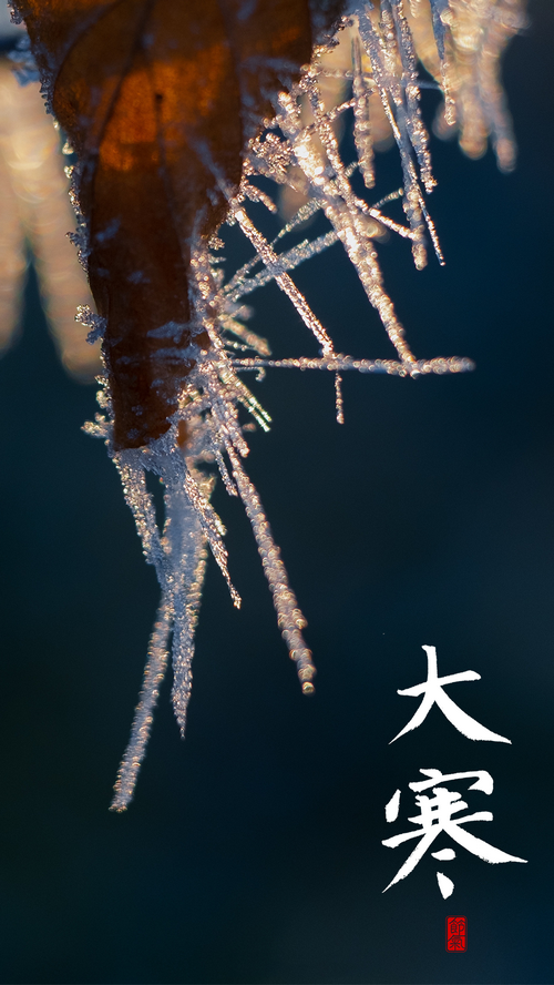 Frost on a leaf during winter