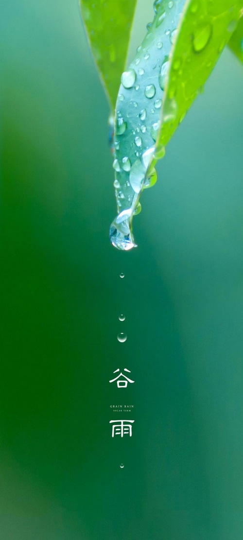 Water drops on a green leaf, Grain Rain solar term