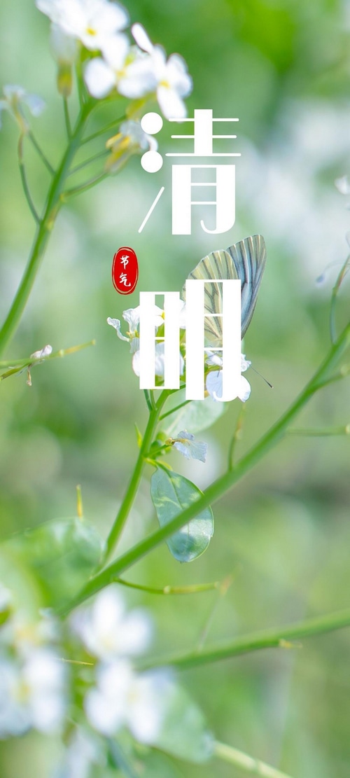 清明节 Butterfly on White Flower
