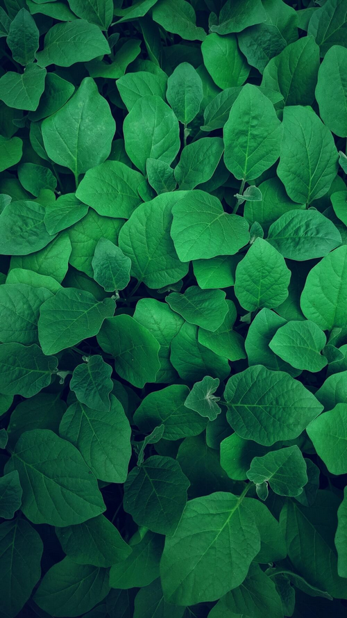 A dense canopy of vibrant green leaves.