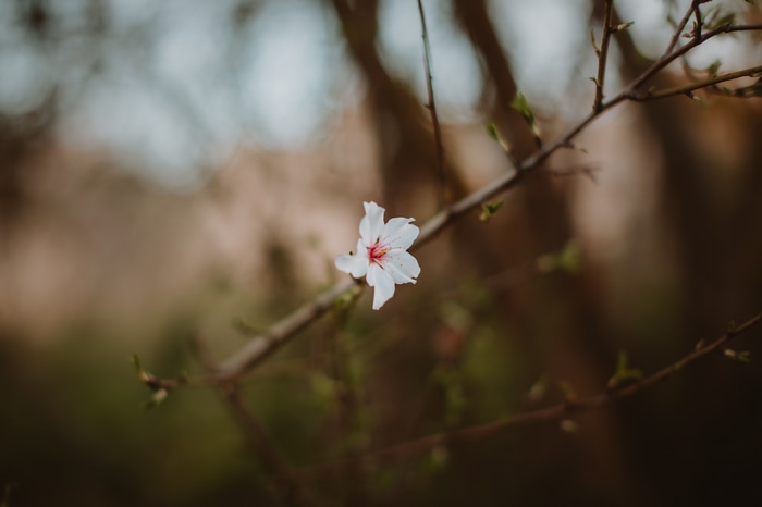 A single white flower on a branch with bokeh background