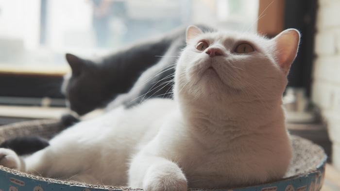Two cats in a scratching post bed
