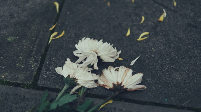 White flowers on a stone ground