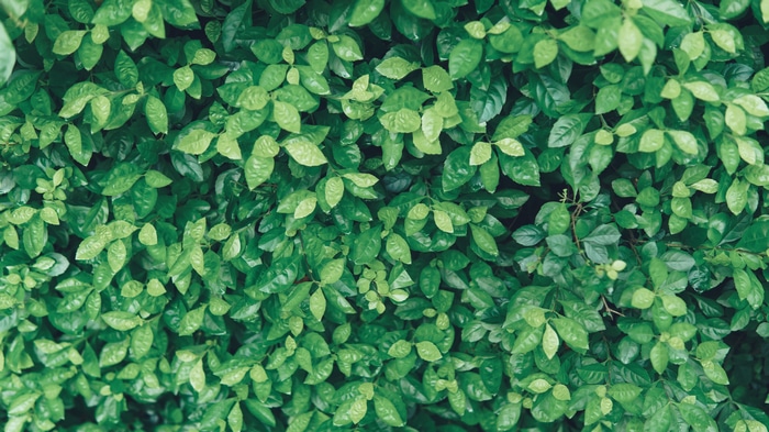 4K top view of green leaves