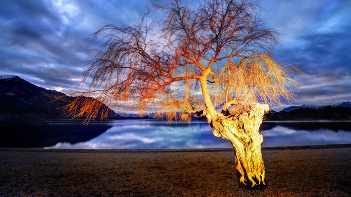 4K Landscape with Tree Reflection on Water