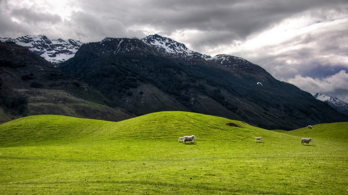 Sheep on Green Hills with Snow-Capped Mountains