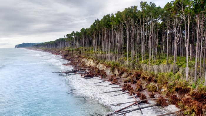 New Zealand Coastline with Eroded Forest