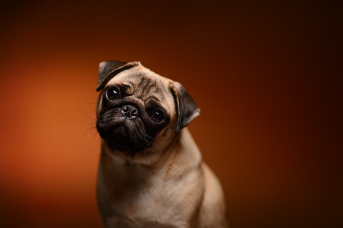A pug dog with a brown background