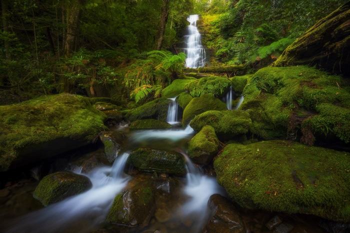 Mossy rocks and a waterfall in a dense forest