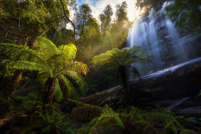 Sunlight filters through trees onto a waterfall and ferns