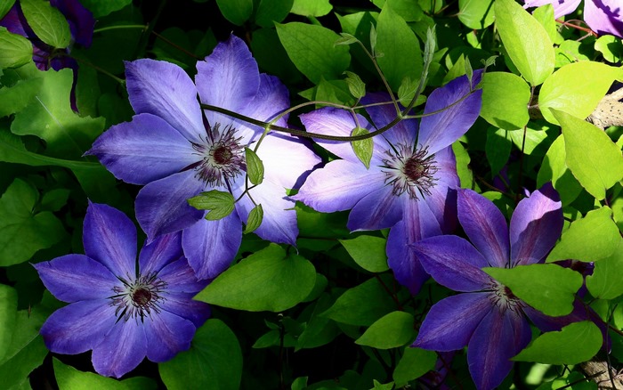 Purple Clematis Flowers Blooming in Sunlight