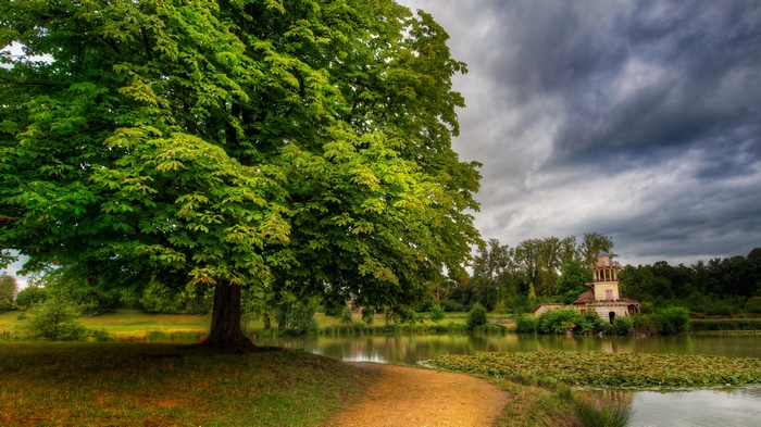 4K nature scene with large tree and building by water