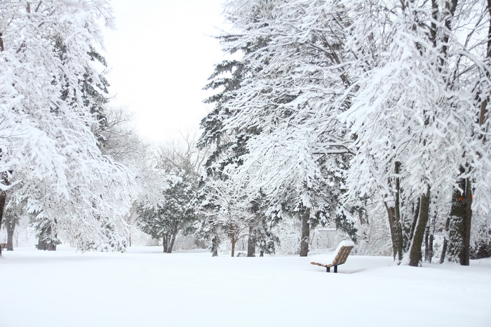 4K winter park with snow-covered trees and bench