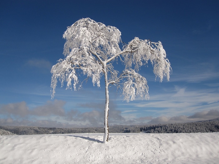 Snow-covered tree against a blue sky