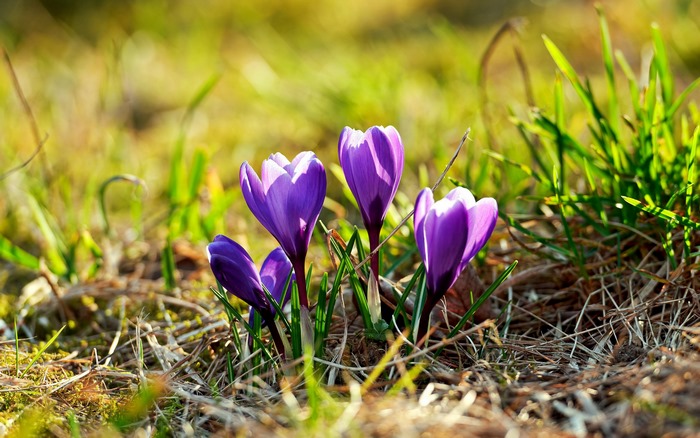 Purple Crocus Flowers in a Field