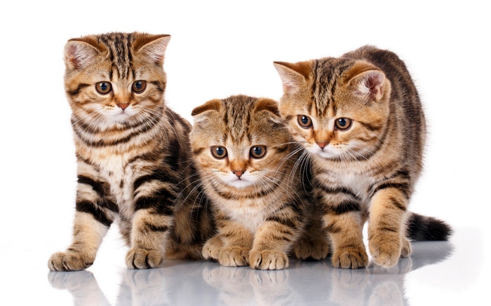 Three tabby kittens on a white background