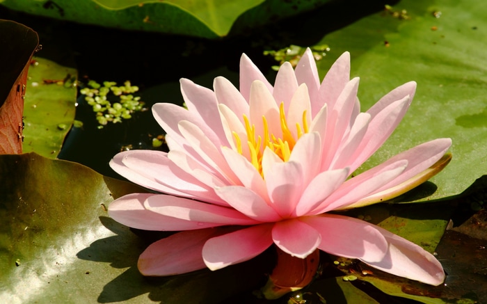 Pink water lily flower on a pond