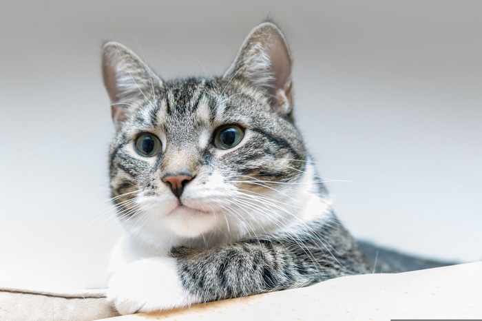 4K closeup of a tabby cat