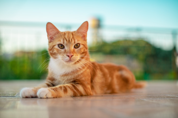 Orange tabby cat lying on a patio
