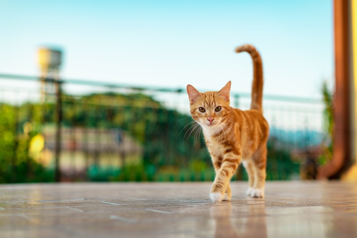 4K orange tabby cat walking on a patio