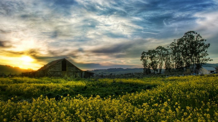 4K California Barn at Sunset with Wildflowers