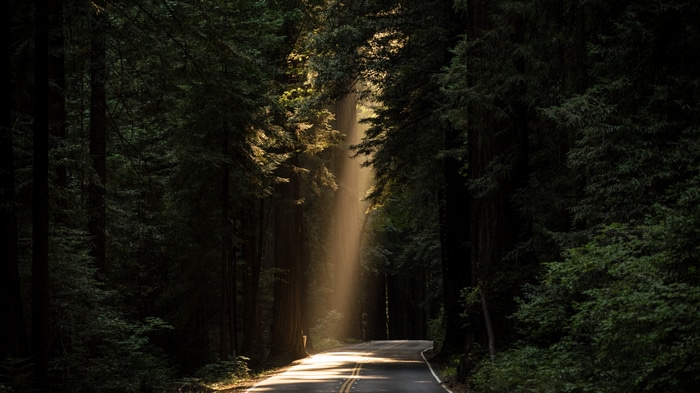 Sun rays through trees on a forest road