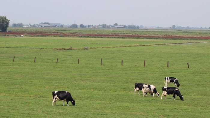 Cows grazing in a green field landscape