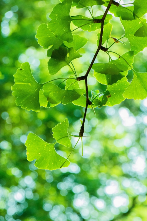 Ginkgo biloba leaves on a branch