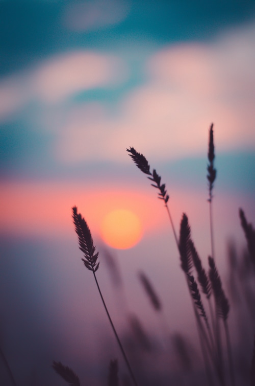 Sunset over a field of wheat