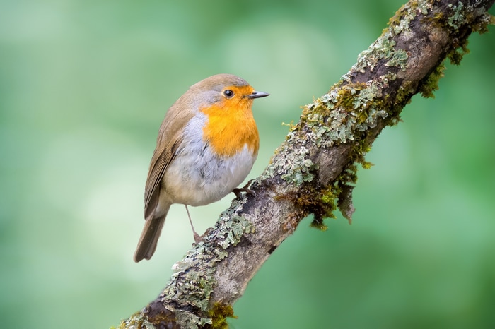 Robin bird perched on a mossy branch