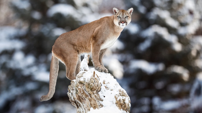 Cougar standing on a snow-covered log in winter